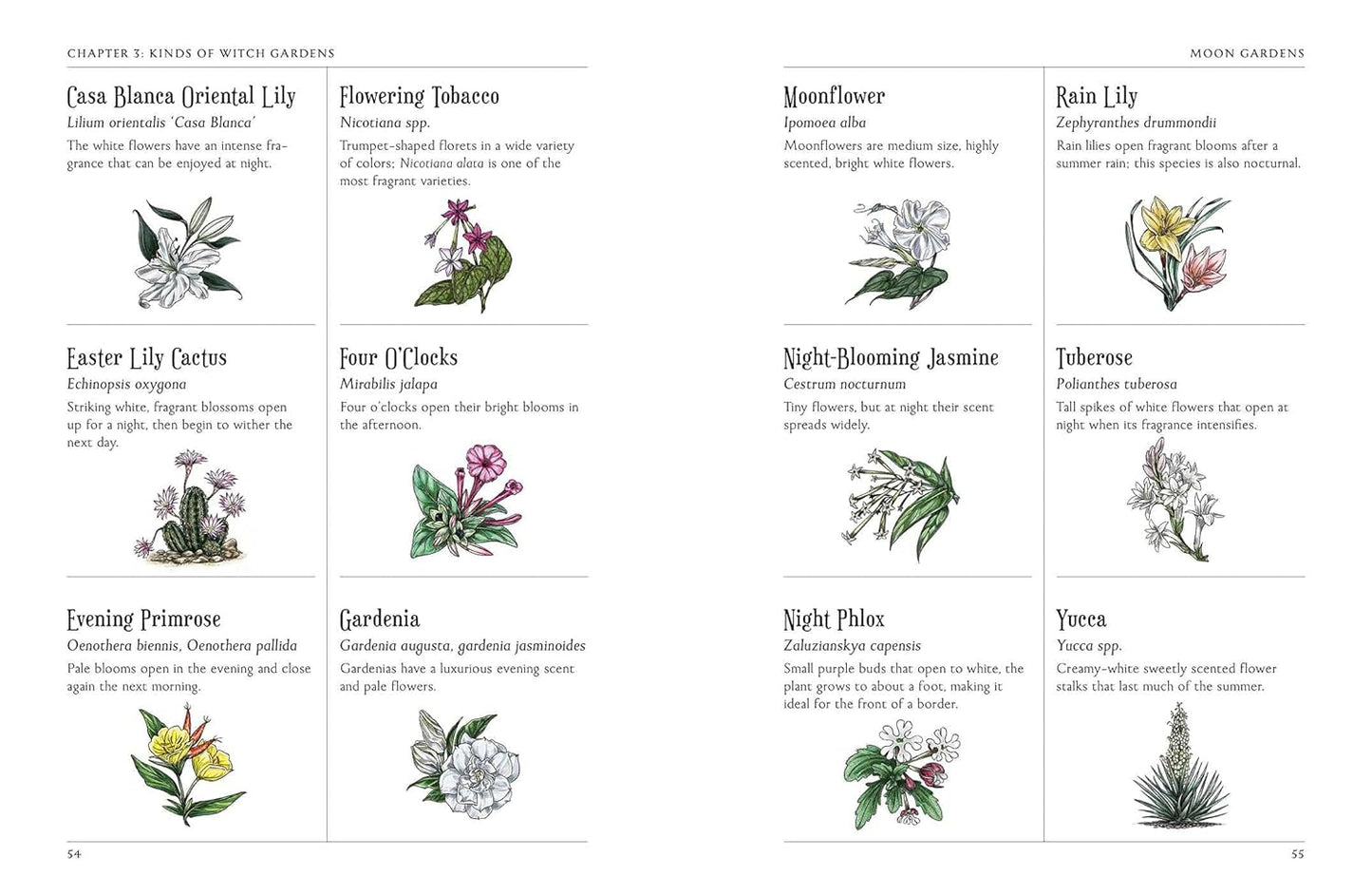 Green Witch's Garden